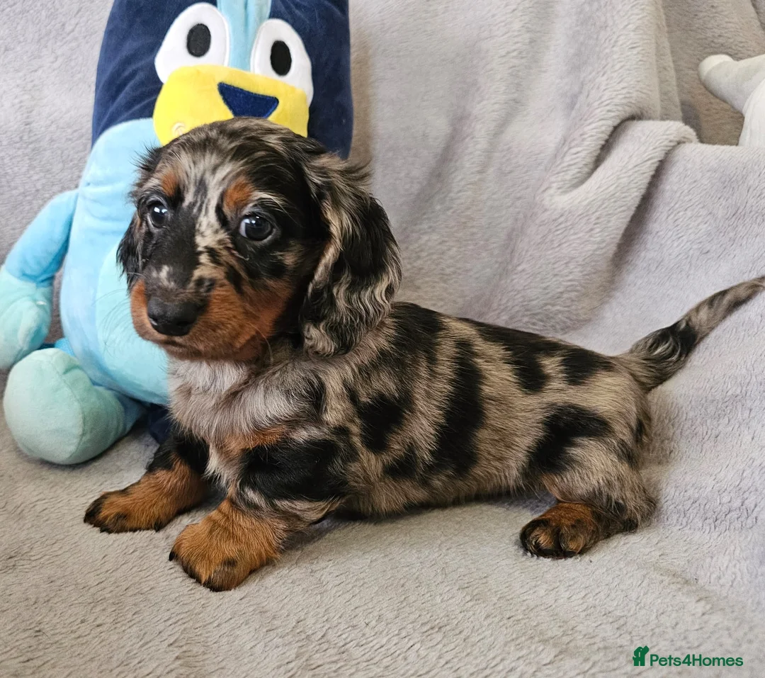 Dachshund dogs for sale: Gorgeous Long hair and short hair puppies - Advert 2