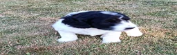 Cockapoo dogs for sale: Only one blue merle girl left, F2B Cockapoo  - Advert 25