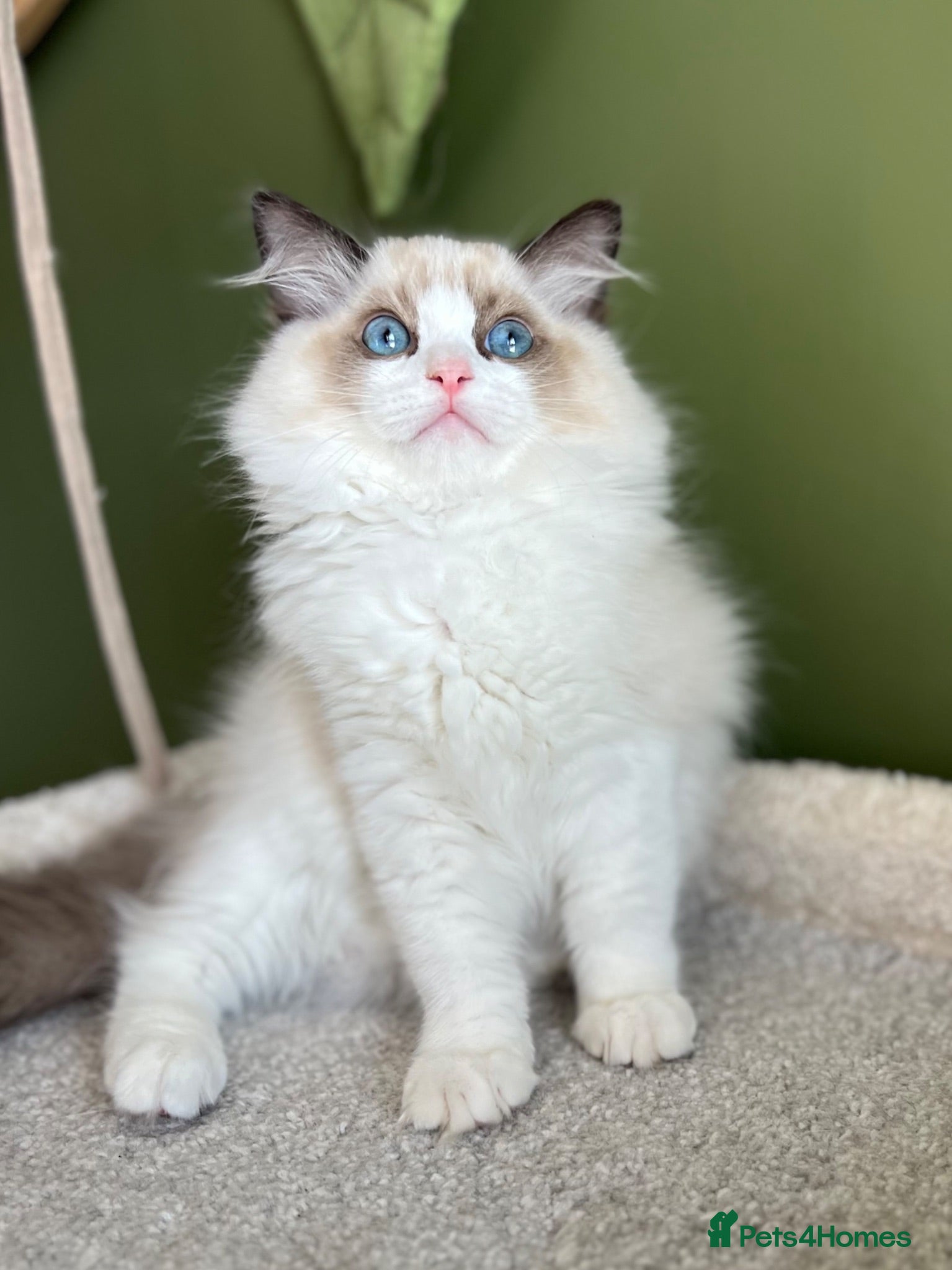Ragdoll cats Cute chunky purring ragdoll girls - Advert 1