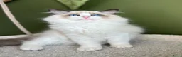 Ragdoll cats for sale: Cute chunky purring ragdoll girls - Advert 1