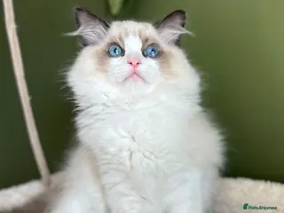 Ragdoll cats Cute chunky purring ragdoll girls - Advert 1
