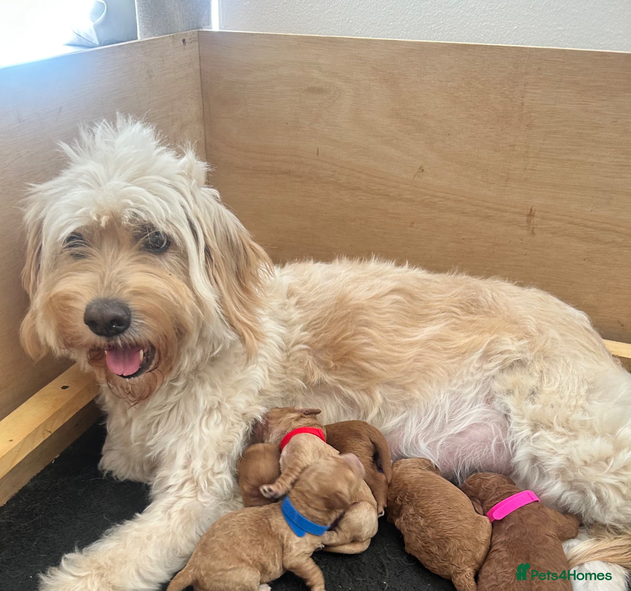 Mini Goldendoodle dogs F4B Miniature Goldendoodles - Advert 2