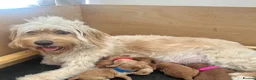 Mini Goldendoodle dogs for sale: F4B Miniature Goldendoodles - Advert 2