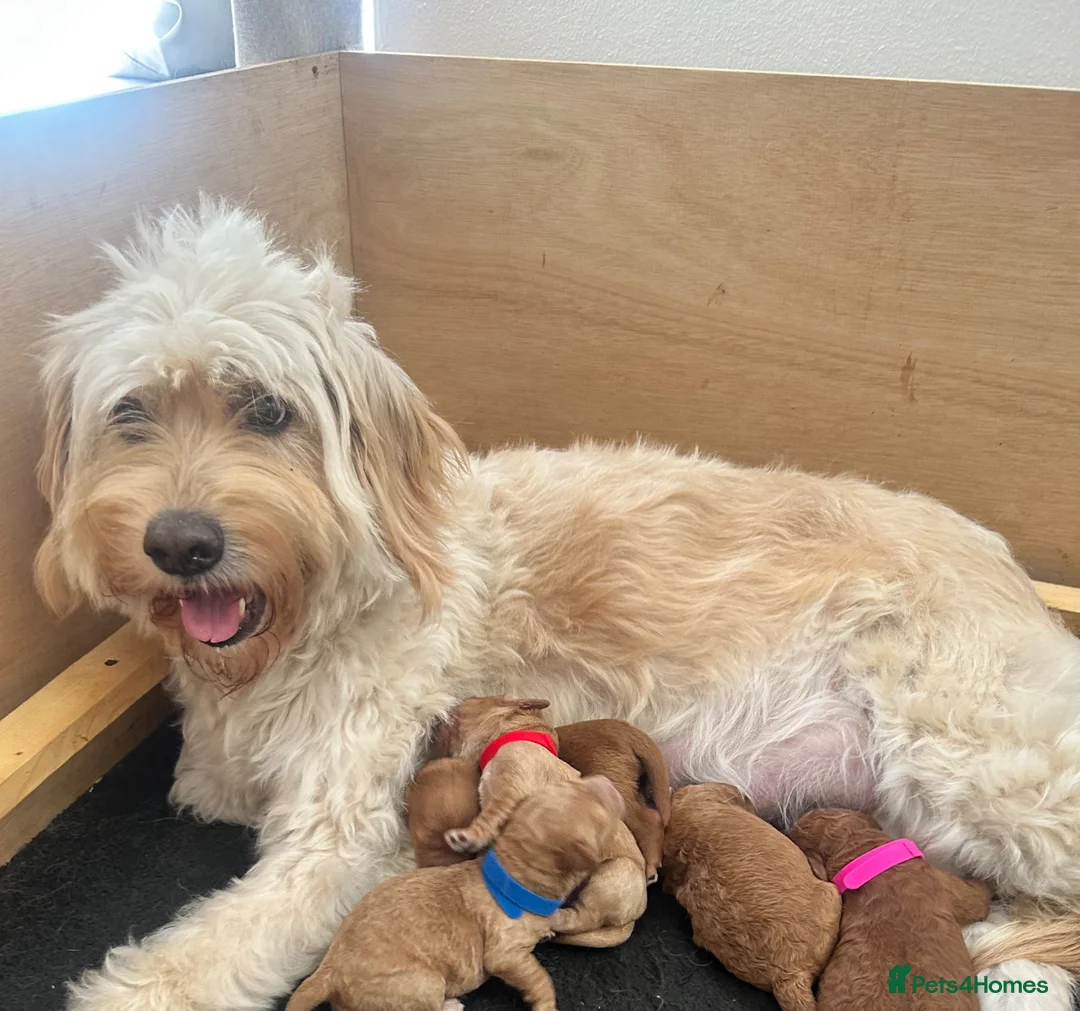 Mini Goldendoodle dogs for sale: F4B Miniature Goldendoodles - Advert 2