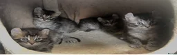 American Curl cats for sale: American curl kittens rare breed reduced price - Advert 11