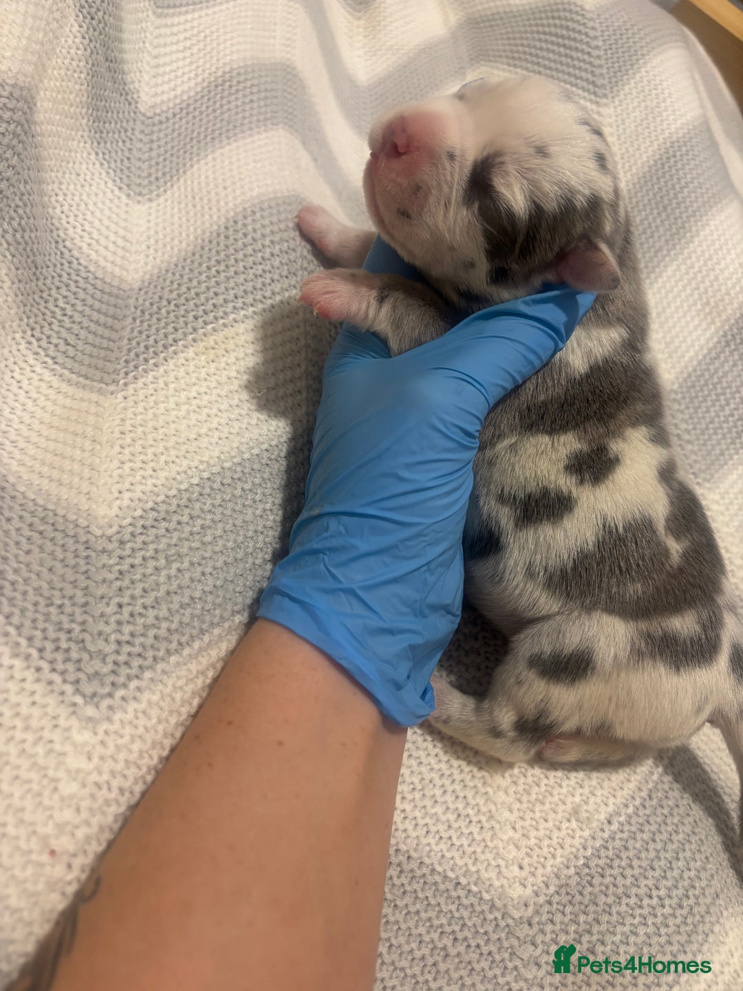 Neapolitan Mastiff dogs for sale: 💙 Neapolitan Mastiff Puppies champion bloodline💙 - Advert 17