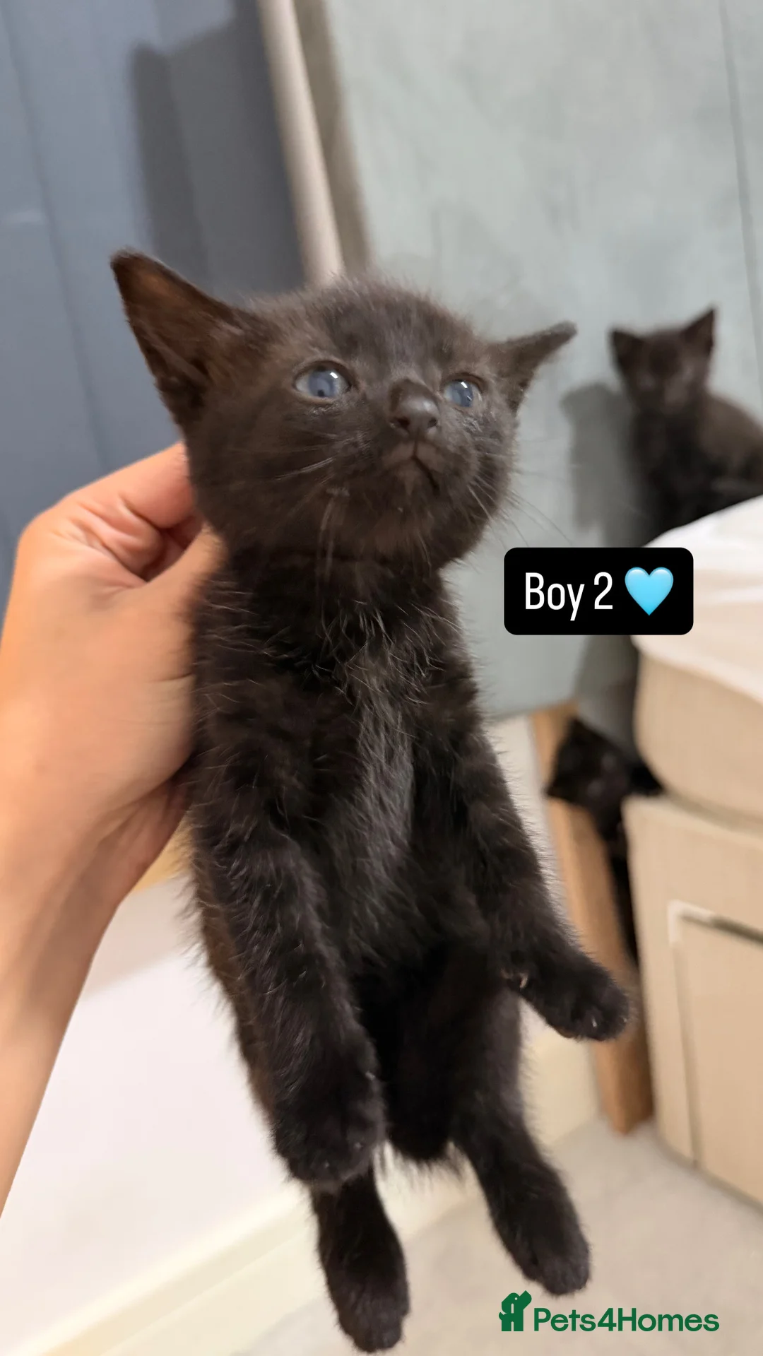 Mixed Breed cats for sale: Baby kittens  - Advert 2