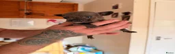 Mixed Breed dogs for sale: Frenchie x staff puppies  in Alfreton - Advert 12