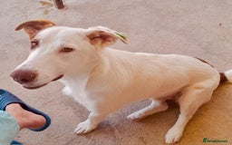 Mixed Breed dogs for adoption: Bullseye, approx 1 yr old, available for adoption. - Image 3