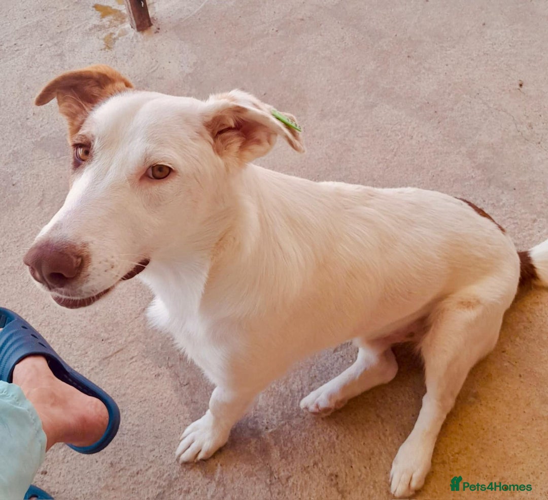 Mixed Breed dogs for adoption: Bullseye, approx 1 yr old, available for adoption. - Image 3