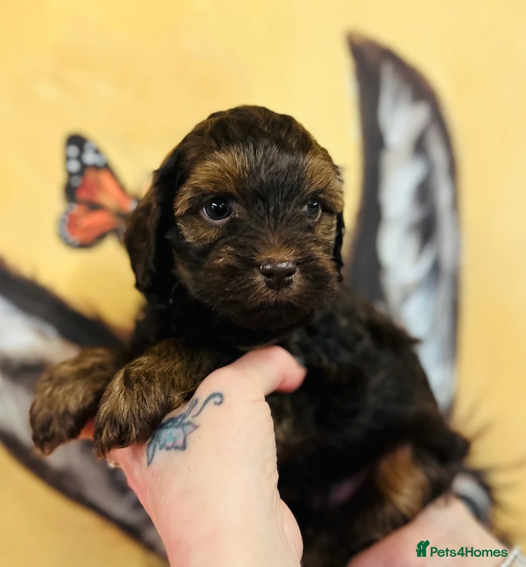 Mixed Breed dogs for sale: Powderpuff poos  - Advert 4