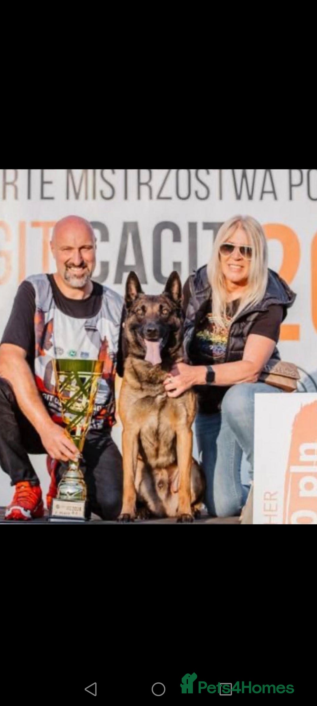 Belgian Shepherd Dog dogs Breeding with Taybo Van de berlexhoeve - Advert 13