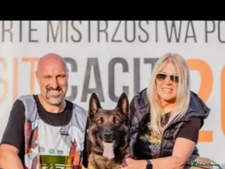 Belgian Shepherd Dog dogs Breeding with Taybo Van de berlexhoeve - Advert 6