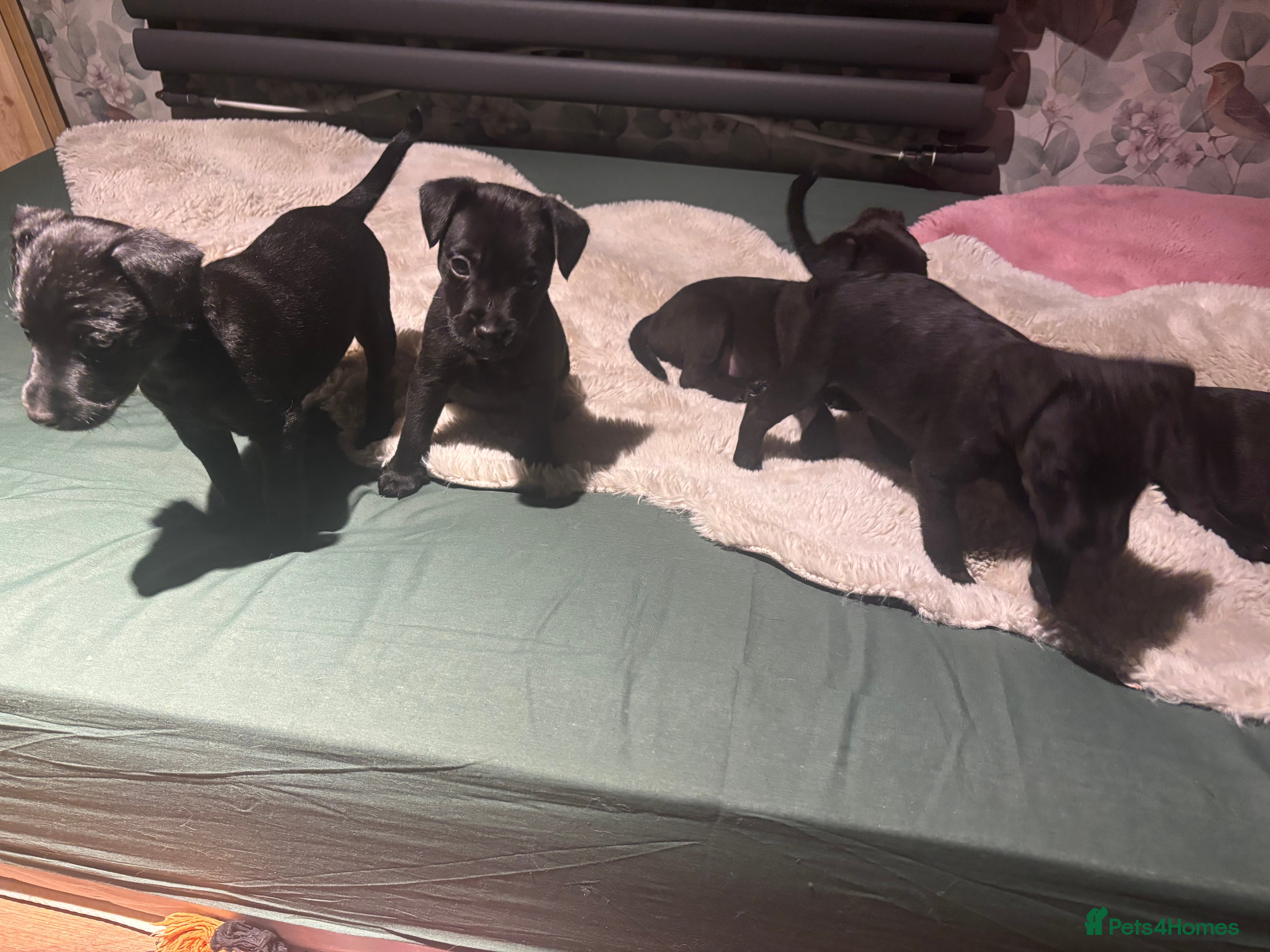 Patterdale Terrier dogs Patterdale Terrier Puppies  - Advert 2