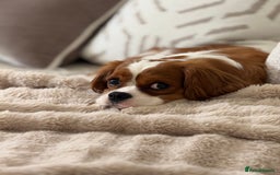 Cavalier King Charles Spaniel dogs for sale: Ruby boys kc cavalier King Charles puppies  - Image 18