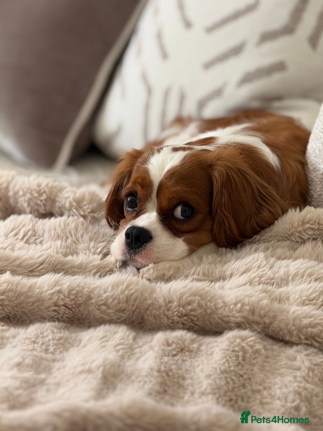 Cavalier King Charles Spaniel dogs for sale: Ruby boys kc cavalier King Charles puppies  - Image 18