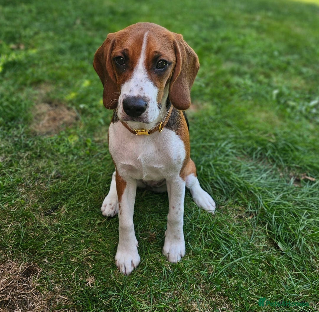 Beagle dogs for sale: Stunning Beagle girl  - Image 2