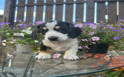 Miniature Dachshund dogs for sale: Stunning Miniature Dachshund Puppies  - Image 8