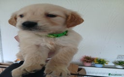 Golden Retriever dogs for sale: Cream golden retriver for sale ONLY 2 Available  - Image 16
