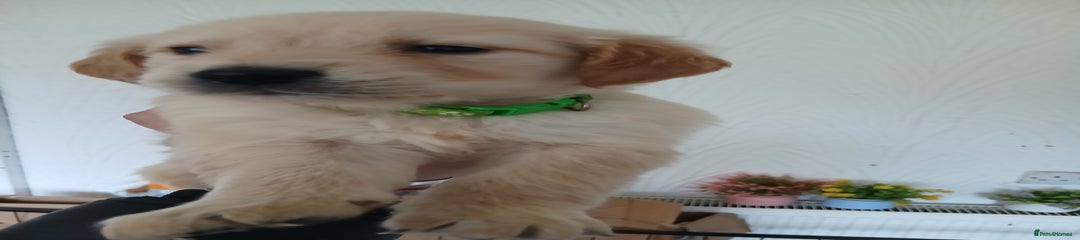 Golden Retriever Puppy 2