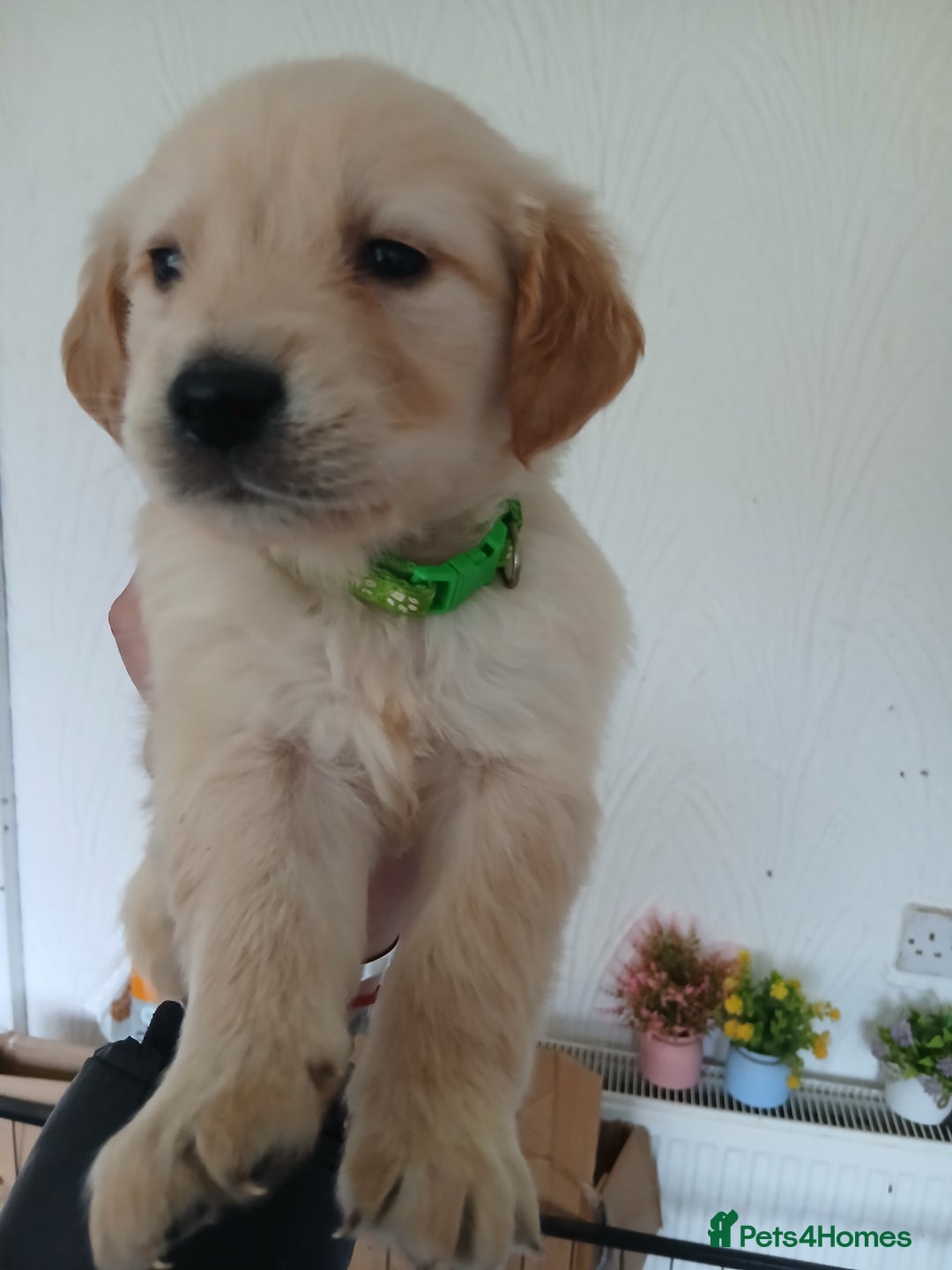 Golden Retriever dogs for sale: Cream golden retriver for sale ONLY 2 Available  - Image 16