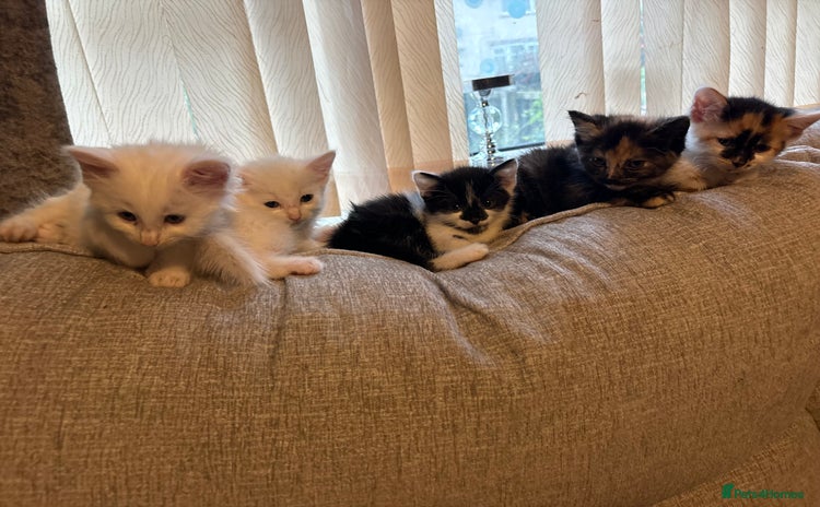 Mixed Breed cats - Advert 1