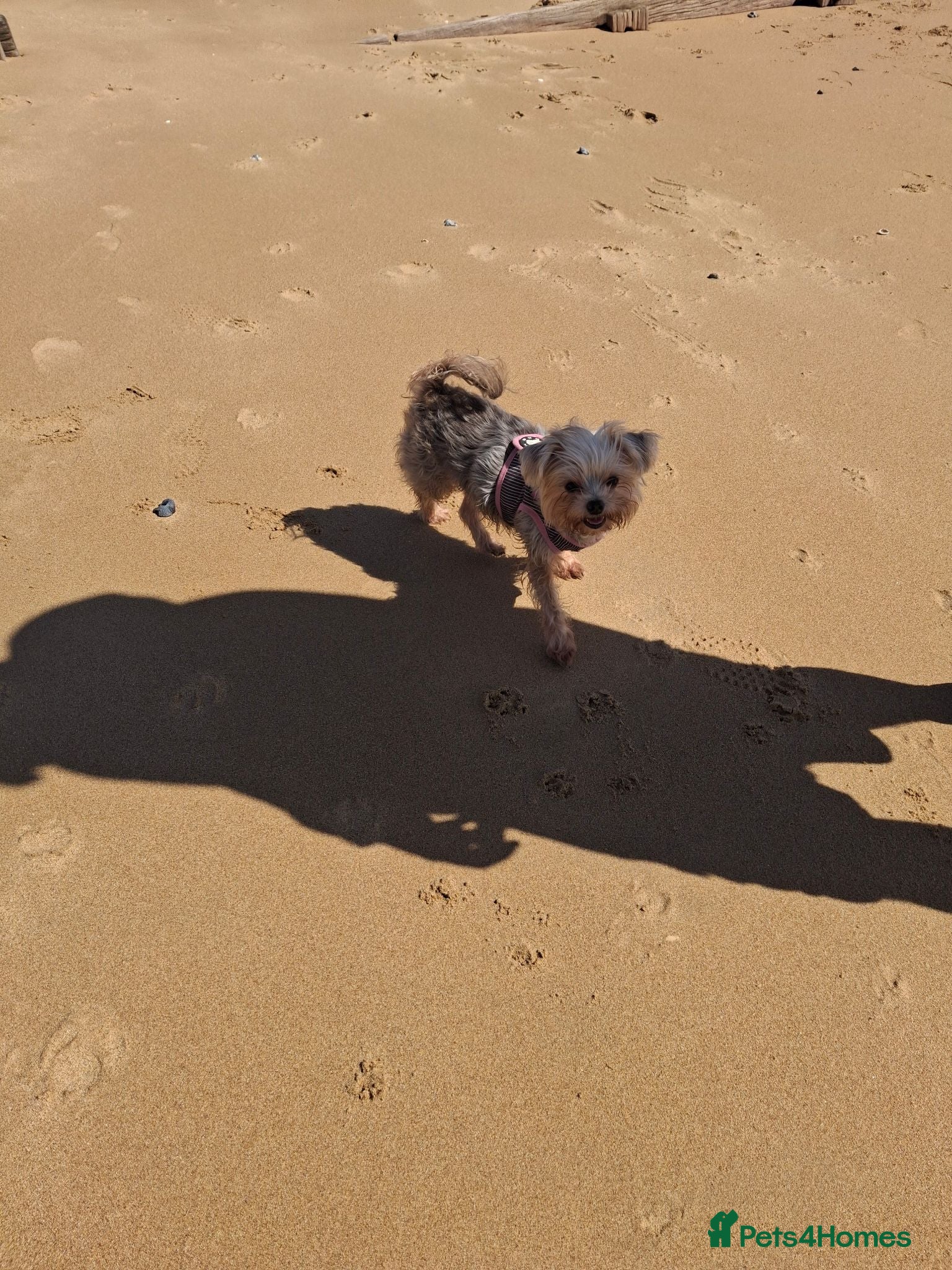 Yorkshire Terrier dogs Yorkshire terrier x chihuahua - Advert 1
