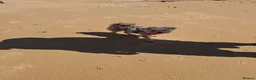 Yorkshire Terrier dogs for sale: Yorkshire terrier x chihuahua in Ramsgate - Advert 1