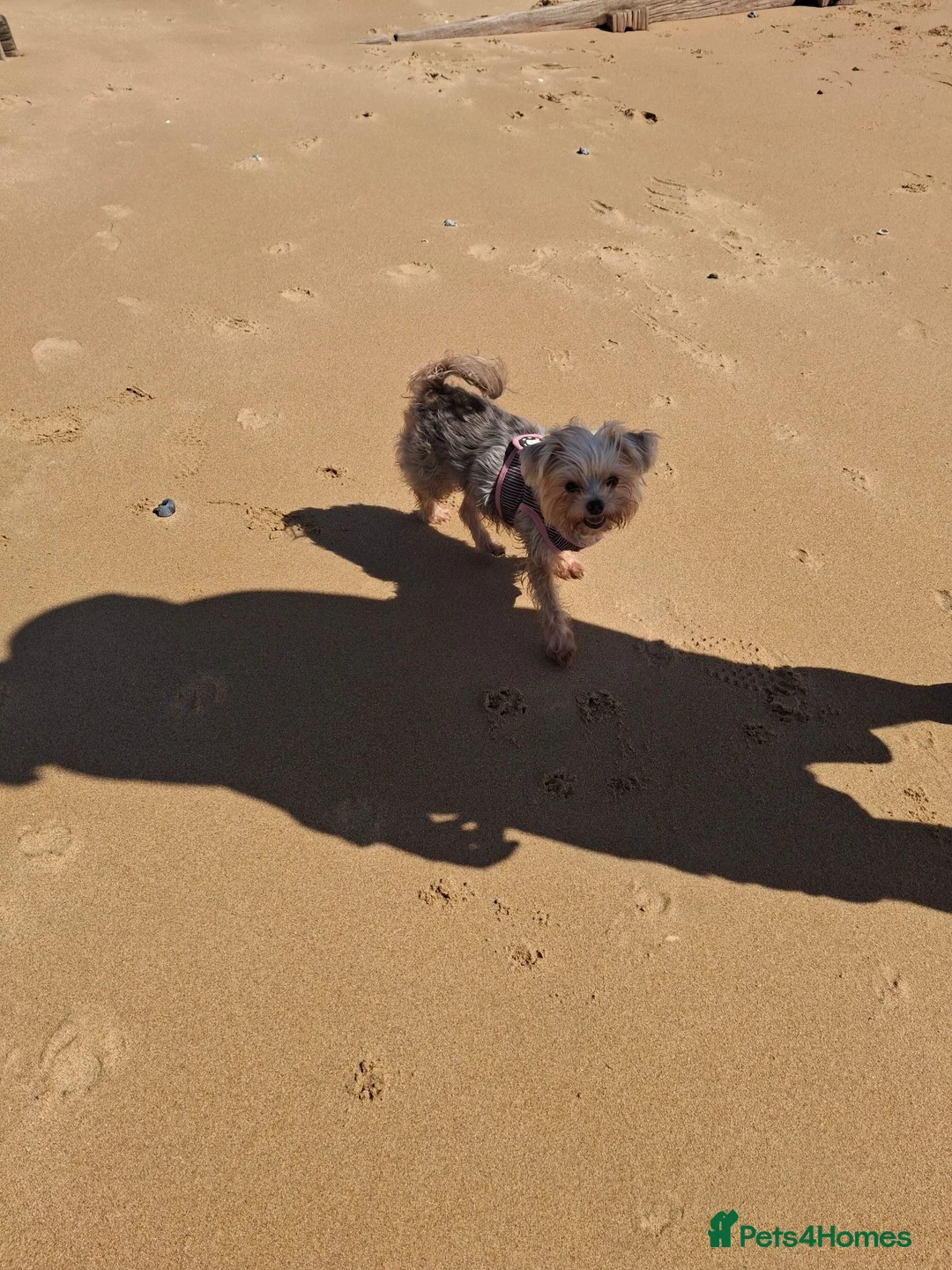 Yorkshire Terrier dogs for sale: Yorkshire terrier x chihuahua in Ramsgate - Advert 1