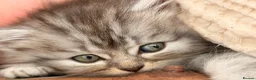 Persian cats for sale: READY TO LEAVE - Female Persian Kitten  - Advert 7