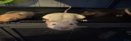Rat rodents for sale: 5 Female Rats  - Advert 6