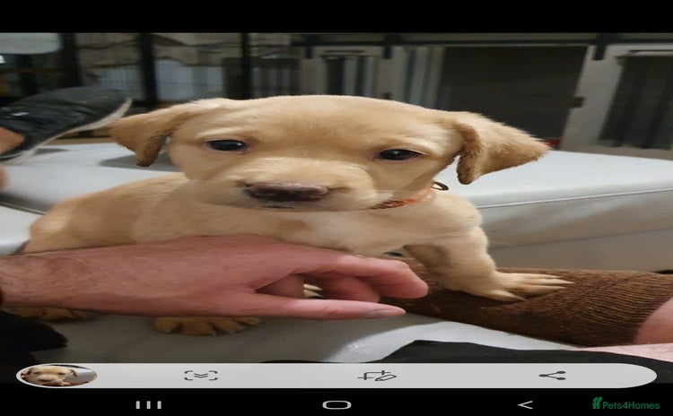 Labrador Retriever dogs - Advert 7