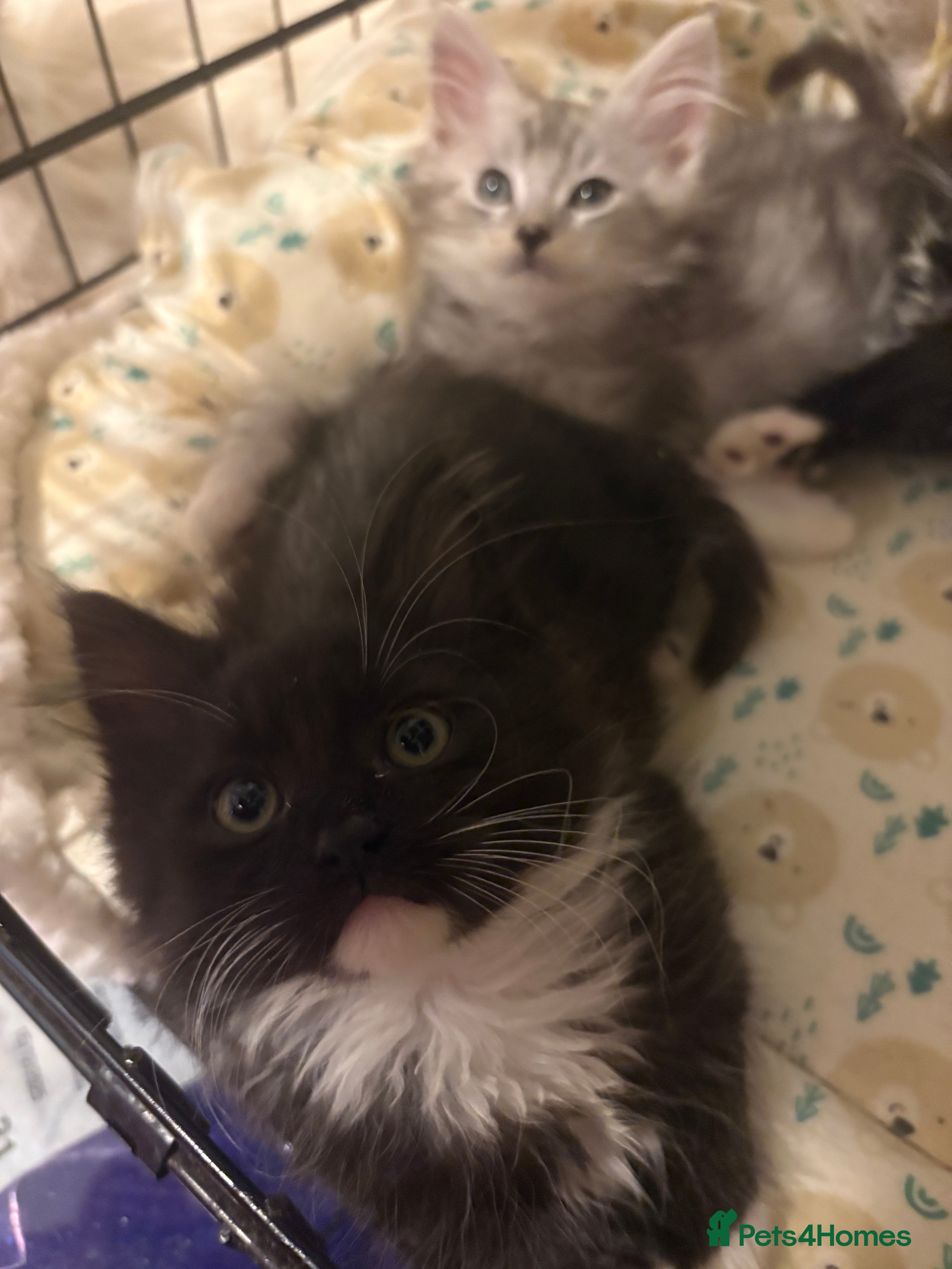 Maine Coon cats Maincoon X Ragdoll 3 kittens left - Advert 2