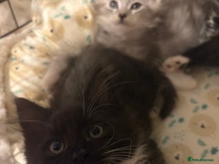 Maine Coon cats Maincoon X Ragdoll 3 kittens left - Advert 2