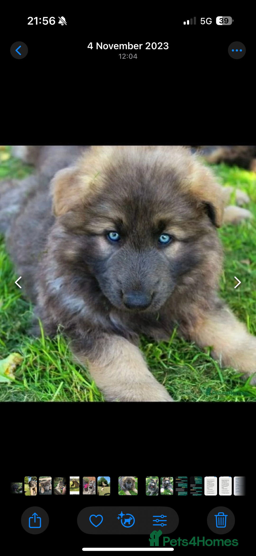 German Shepherd dogs for sale: 💙KC health tested parents 💙 - Advert 16