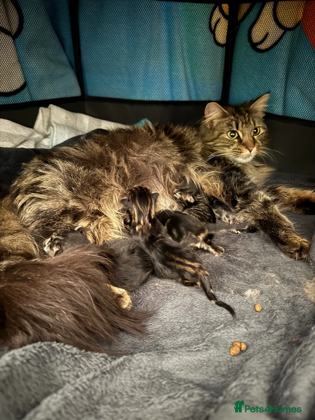 Maine Coon cats for sale: Maine coon kittens - Advert 2