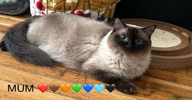 Ragdoll cats - Advert 6