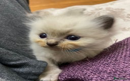 Ragdoll cats for sale: Beautiful Blue Point Ragdoll kittens - Image 17