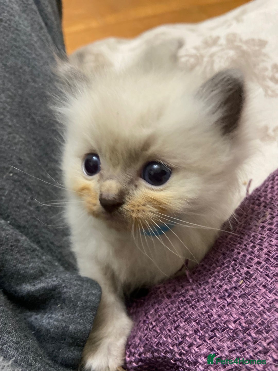 Ragdoll cats for sale: Beautiful Blue Point Ragdoll kittens - Image 17