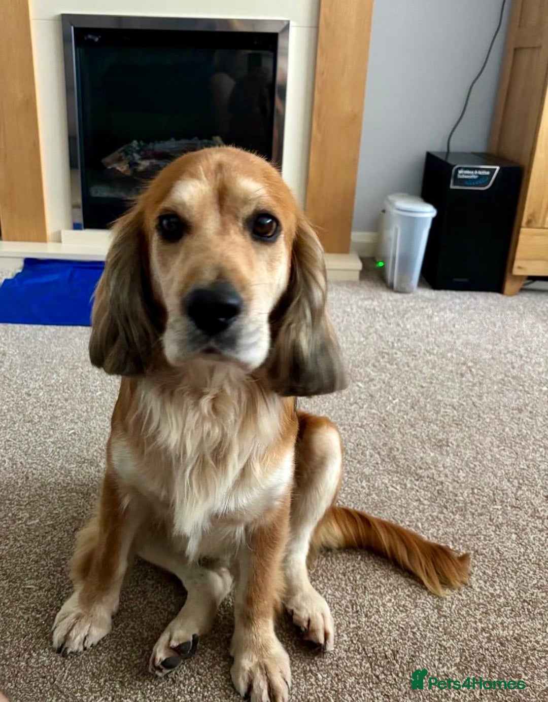Cocker Spaniel dogs for sale: Meet Cooper – A Friendly, Smart Cocker Spaniel Boy - Image 5