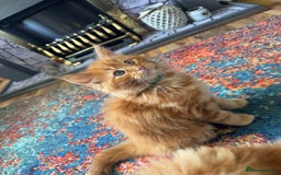 Maine Coon cats for sale: Cross Maine coon for sale  - Image 6