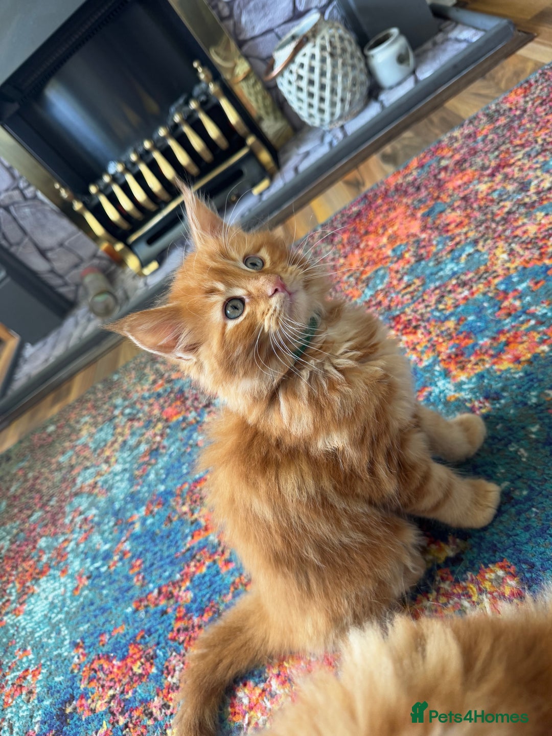 Maine Coon cats for sale: Cross Maine coon for sale  - Image 6