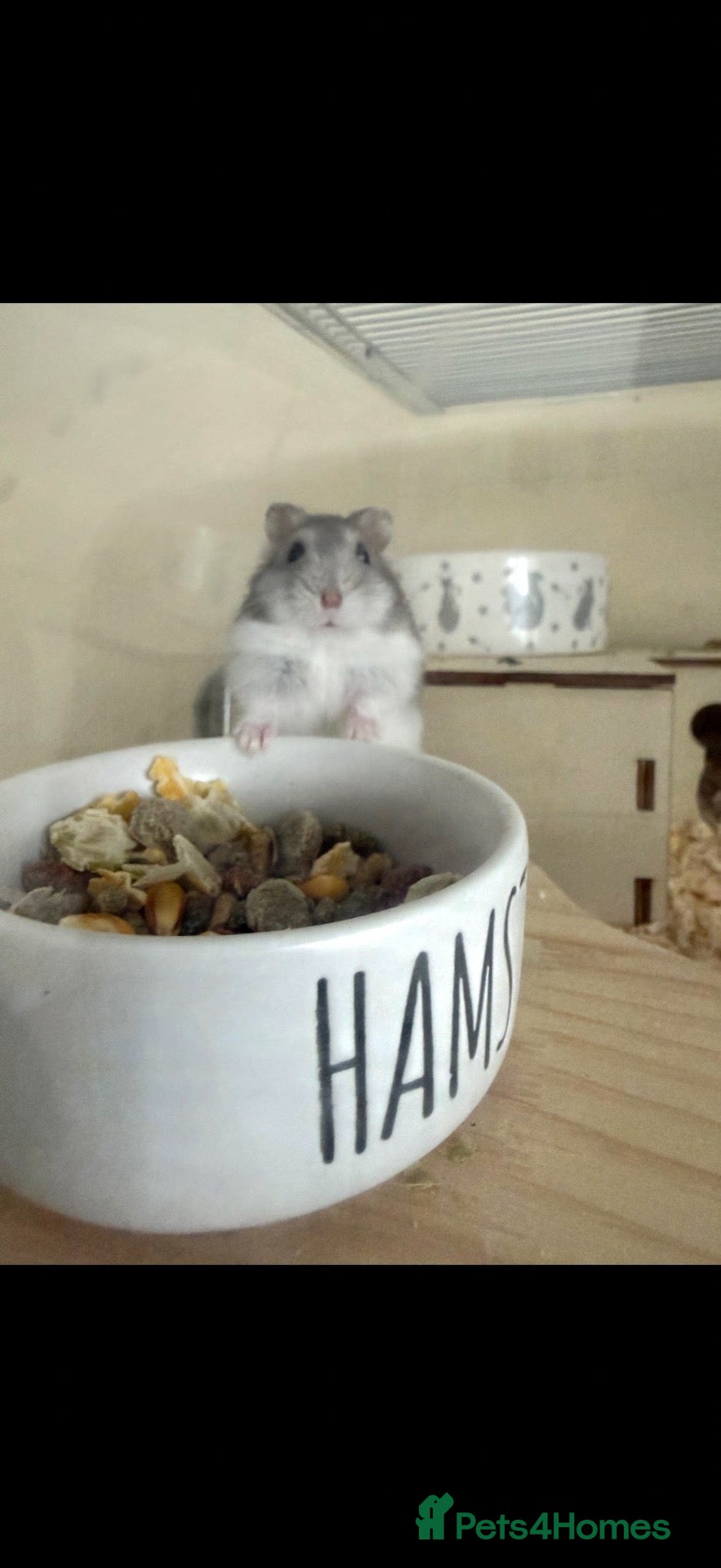 Hamster rodents Hamster for sale - Advert 11
