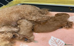 Toy Poodle dogs for sale: Toy poodle  - Image 4