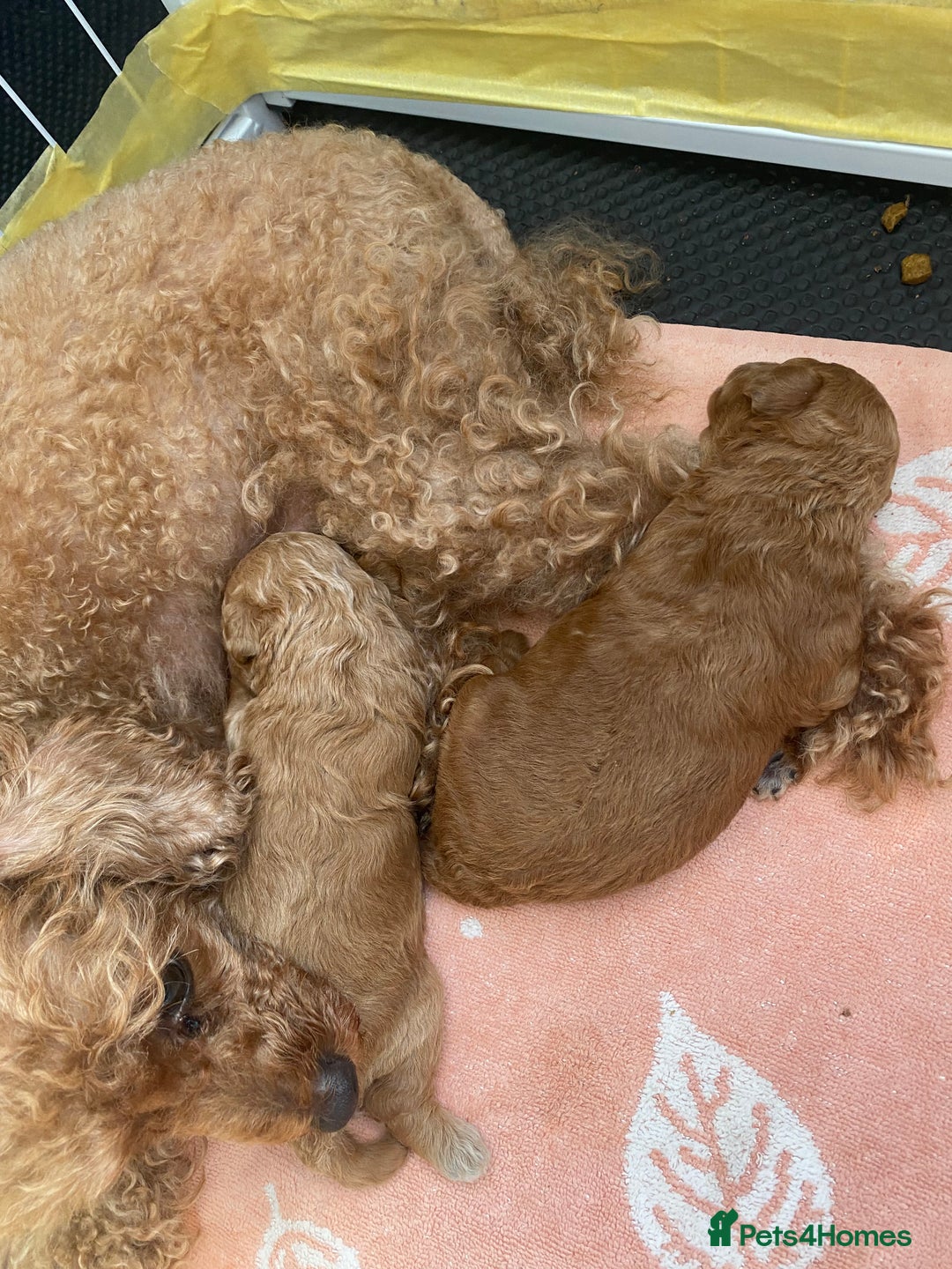 Toy Poodle dogs for sale: Toy poodle  - Image 4