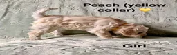 Schnoodle dogs for sale: Beautiful F1 Schnoodle Puppies - Advert 12