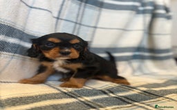 Cavalier King Charles Spaniel dogs for sale: 4 stunning B&t chocolate carrier cavaliers - Image 6
