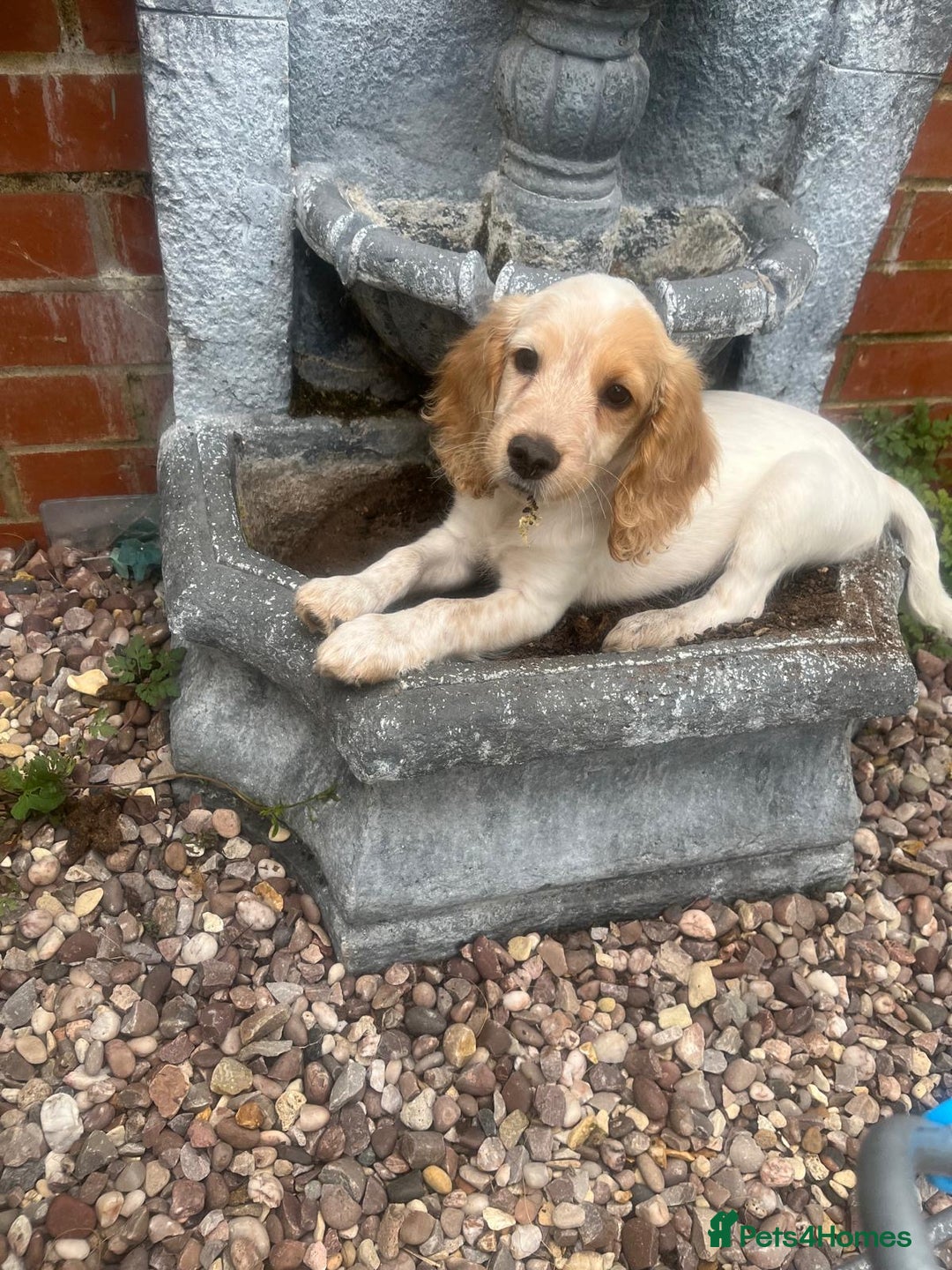 Mixed Breed dogs for sale: Three puppies for sell  in Rushden - Image 7