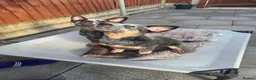 Australian Cattle Dog dogs for sale: Spark of the Outback in Every Curious Little Face in Belfast - Advert 12