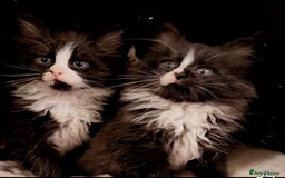 Maine Coon cats for sale: Maine Coon kittens - Image 1